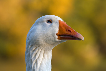 Head of white Goose