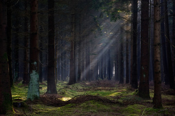 Sunbeams in a dark forest