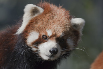 アップのレッサーパンダ