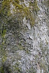 Fototapeta premium Baumrinde_004