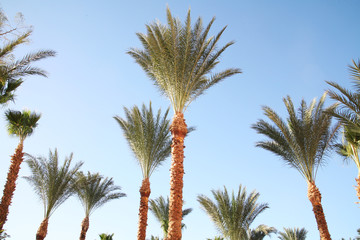 Obraz na płótnie Canvas palmy i błękitne niebo