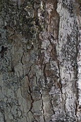Baumrinde_011
