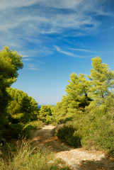 Fototapeta na wymiar forest with pines and bush