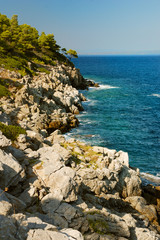 pine forest over sea