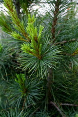 Branches of the pine tree