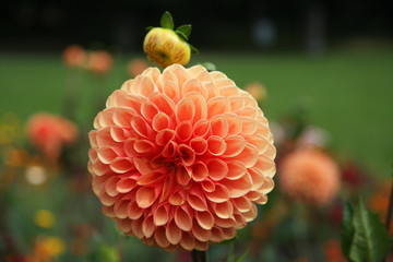 Dahlien  Dahlias