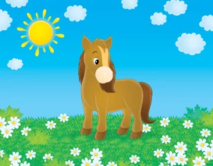 Fotobehang Pony Bruine pony loopt in een veld met kamilles op zonnige dag