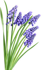 Obraz premium Hyacinth Muscari Flowers