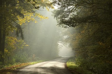 Rural lane in the deciduous forest on a foggy morning