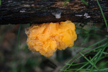 Seta amarillenta