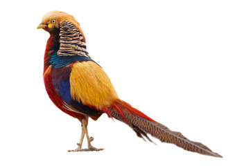 golden pheasant - 28995470