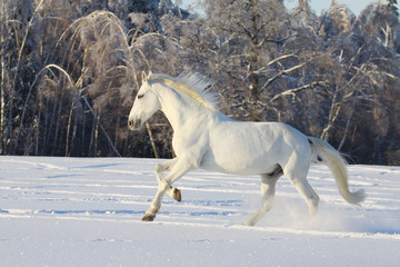 Plakat biały koń w śniegu