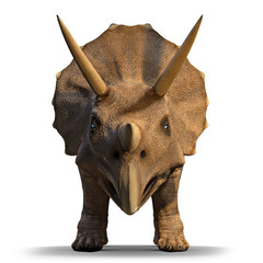 3d Triceratops dinosaur face on - obrazy, fototapety, plakaty