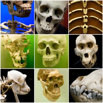 collage ossa teschi