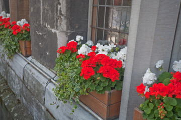 Fototapeta na wymiar tradycyjny kwiat geranium