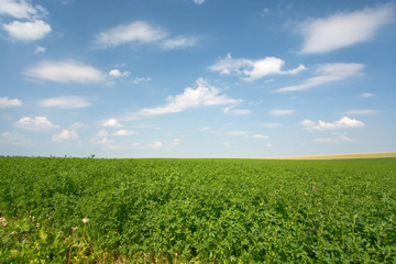 green lucerne field  blue sky