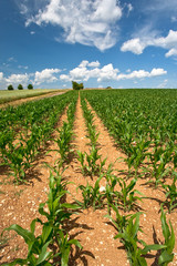 corn field under blue sky