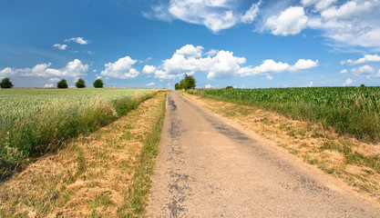 Fototapeta na wymiar country road among corn and wheat fields