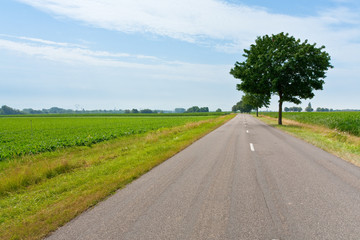 Fototapeta na wymiar country road in fields
