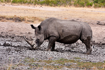 Obraz premium african white rhinoceros
