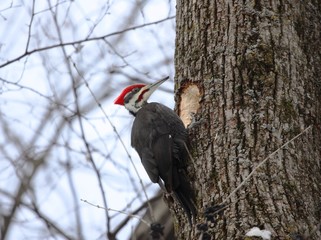 grand pic en travail