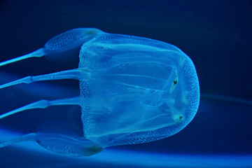 box jelly fish - 29000618