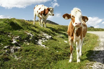 Abwaschbare Fototapete Kuh Calf and cow grazing