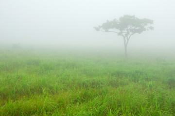 Fototapeta na wymiar Solitary tree in morning fog in the meadow