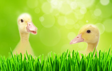 Flappers in a spring meadow