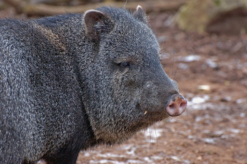 Collared Peccary