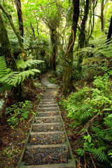 Obraz premium Forest steps