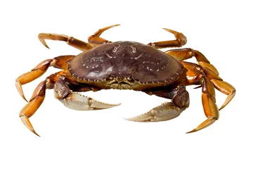 Foto op Plexiglas Dungeness Crab (Metacarcinus magister) © raptorcaptor