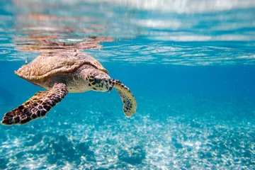 Deurstickers Schildpad Karetschildpad zeeschildpad