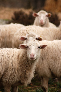 Sheep, Sardinia