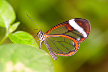 glasswing butterfly - 29003840