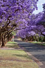 Photo sur Plexiglas Afrique du Sud jacaranda trees
