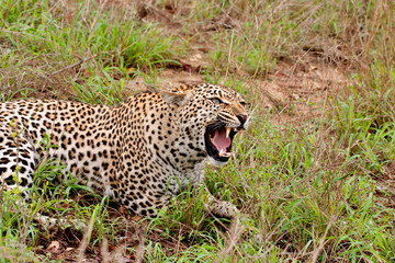 leopard snarling