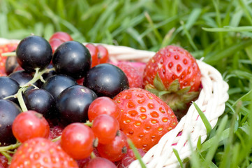 Ripe berries in a basket