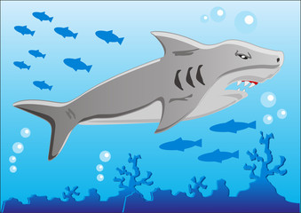 Obraz na płótnie Canvas shark