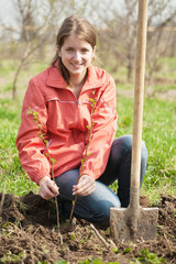 woman resetting  raspberry sprouts