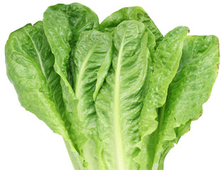Image of  lettuce on white background. The file contains a path