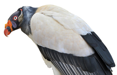 Vautour pape isolé sur fond blanc