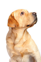 Golden labrador in studio in front of the white background
