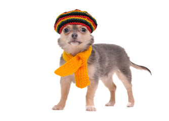 Chihuahua puppy with rastafarian hat and yellow scarf