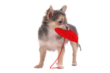 Chihuahua puppy holding red heart isolated on white background