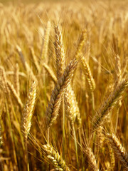 Golden wheat