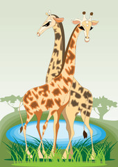 Fototapeta premium A pair of young giraffes