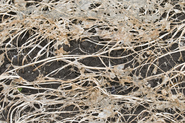 Rotting plant components