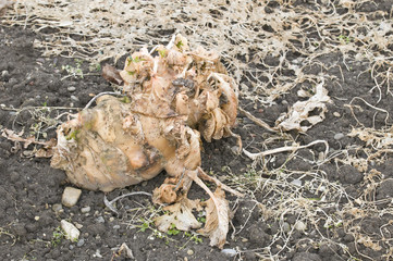 Rotting Kohlrabi