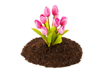 Colourful tulip flowers growing in the soil